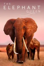 Film The Elephant Queen (2019)